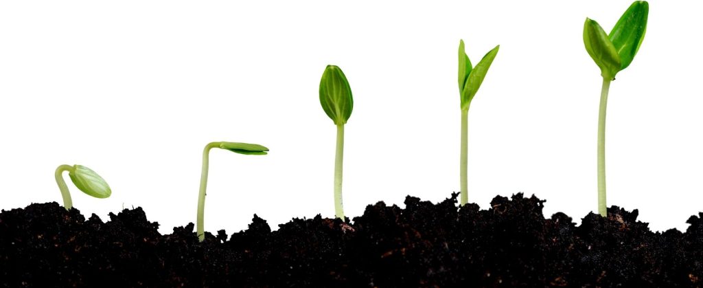 A series of saplings in a row at different stages of growth.