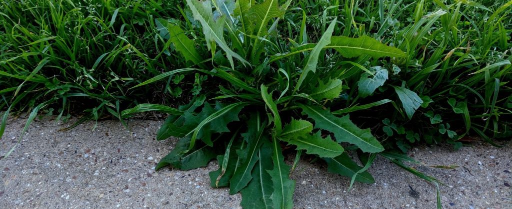 A large leafy weed in grass along a concrete walkway