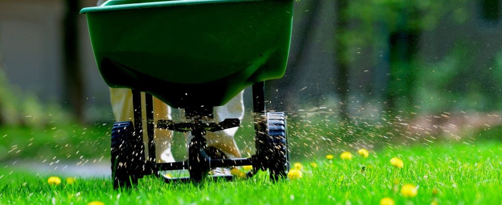 A person using a push spreader broadcasting an herbicide in turf with many dandelions.
