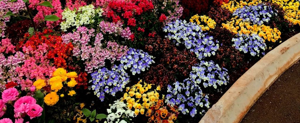 A mix of seasonal annual flowers in a landscape bed.