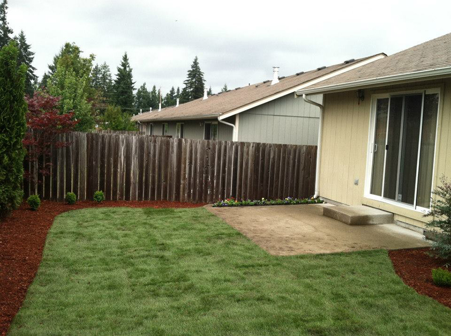 A home's backyard with newly planted turf and a row of shrubs in a landscape bed around a concrete back patio.