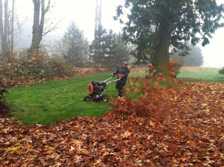 An employee of Buds and Blades using a push-style leaf blower pushing a field completely covered in leaves.