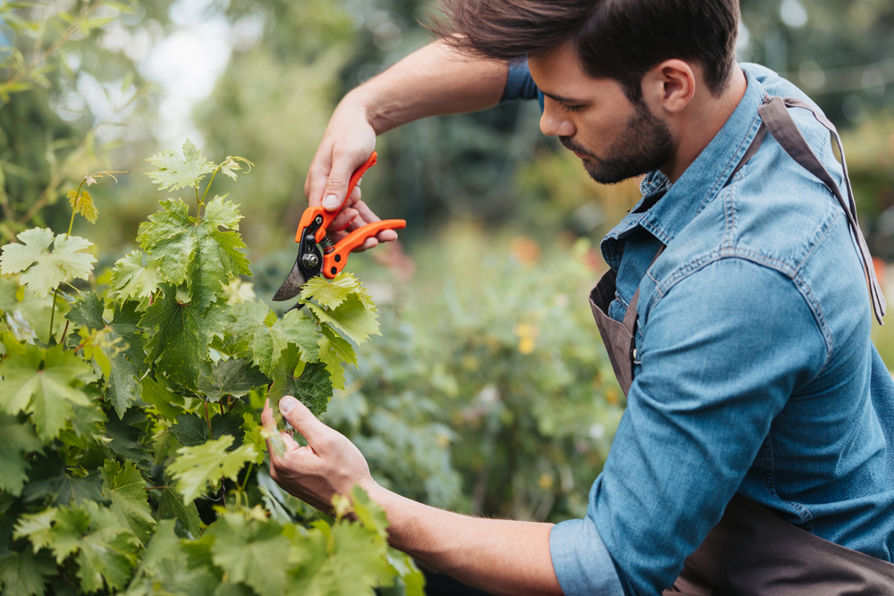 A man using hand shears to trim a leafy shrub.