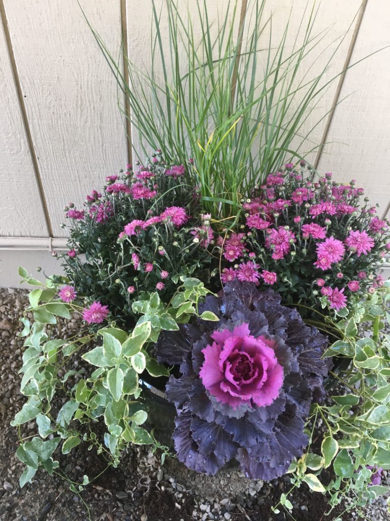 A close up view of ornamental flowers and cabbage.