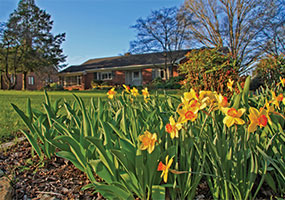 Dozens of blooming daffodils in a landscape bed with a home in the distant background.