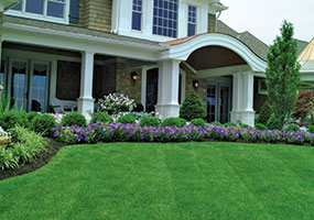 A well manicured section of grass surrounded by ornamental shrubs in the front of a large luxury home.