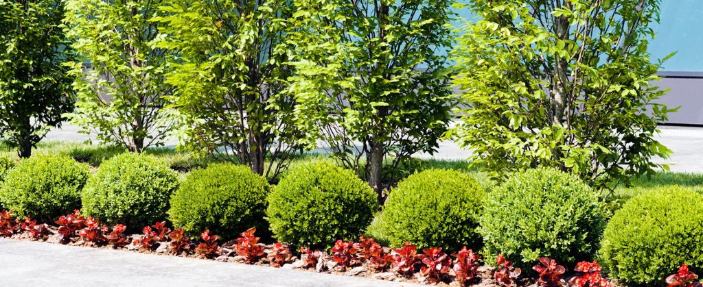Row of small shrubs and seasonal ground cover along a curbside